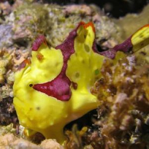 warty-frogfish-bahura-dive-siquijor