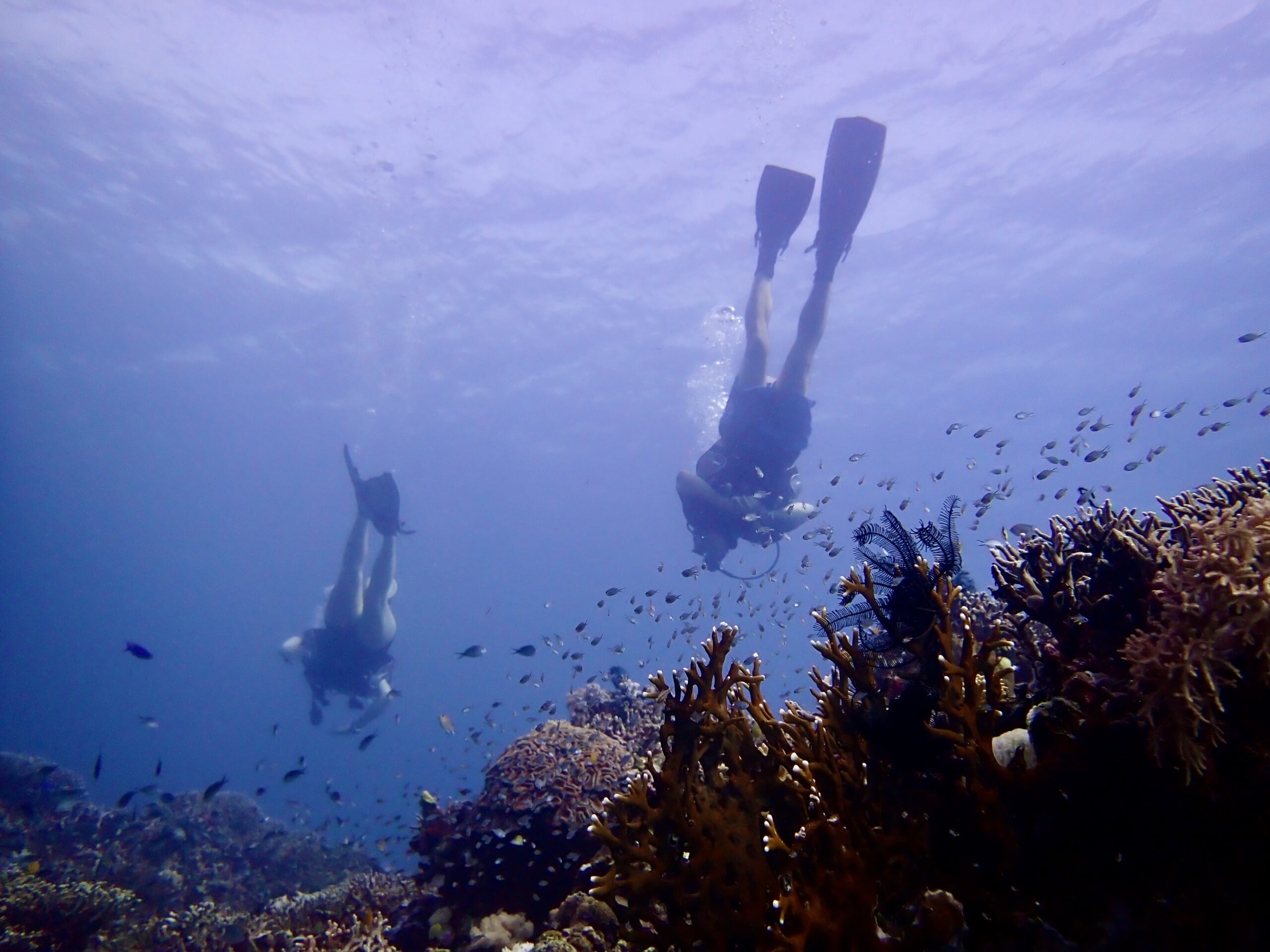 0D2CEFB9 2C0F 4D20 8C81 40C56604180C 1 201 a scaled Bahura Dive Siquijor