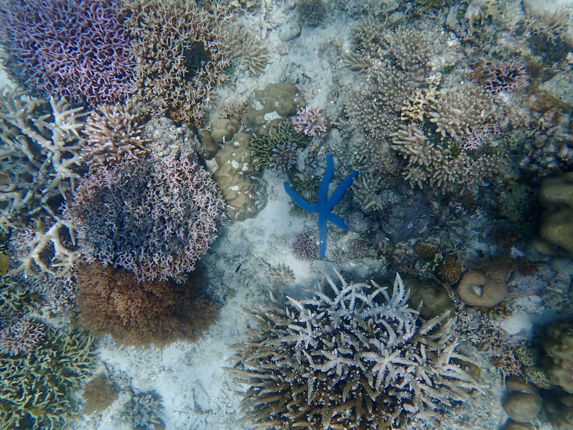 hard-corals-blue-sea-star-bahura-dive-siquijor