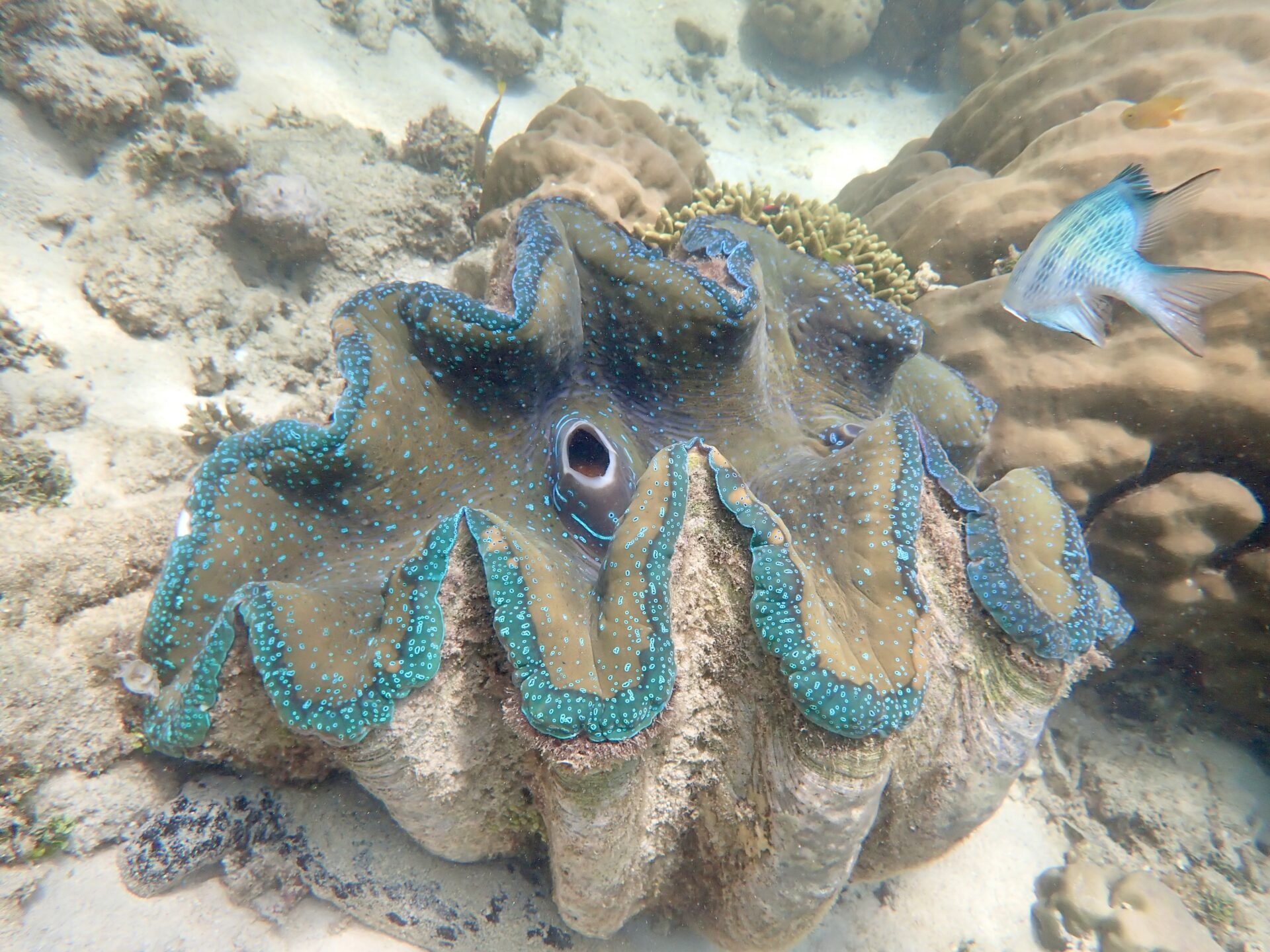 giant-clam-bahura-dive-siquijor