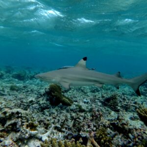 black-tip-reef-shark-bahura-dive-siquijor