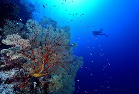wall dive Top 10 Reasons to Scuba Dive in the Philippines
