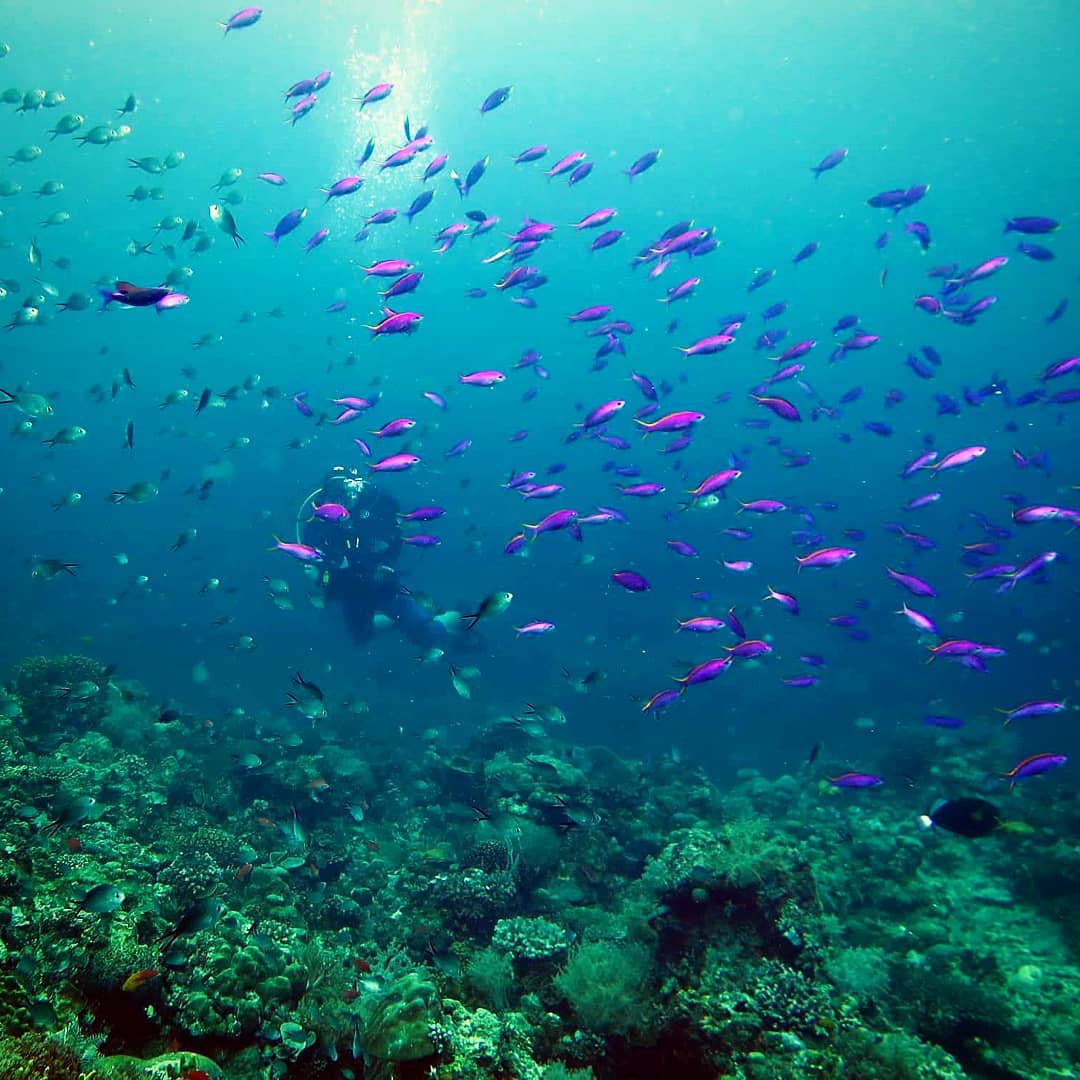 dive Bahura Dive Siquijor