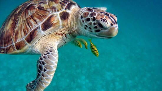 green turtle Top 10 Reasons to Scuba Dive in the Philippines