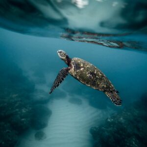 green turtle surface Marine Conservation Initiatives