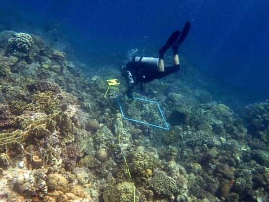 Marine conservation survey diving Siquijor