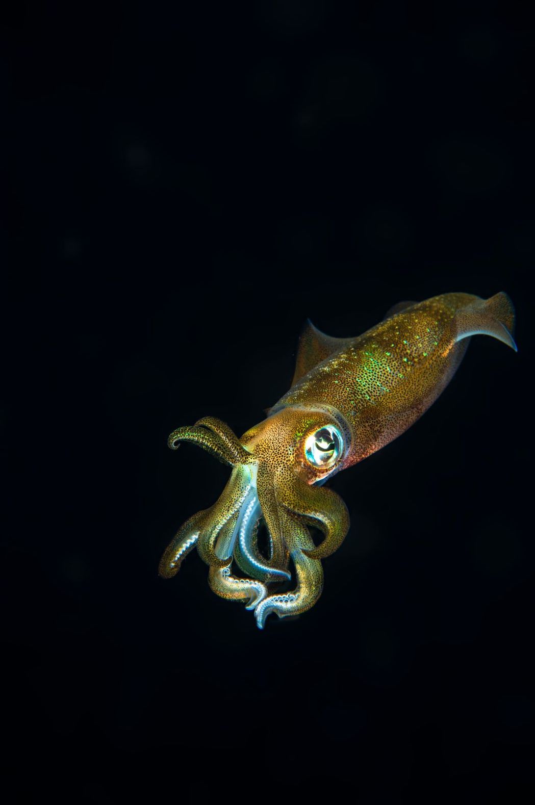 squid black water Photography