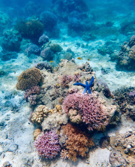 coral reef siquijor